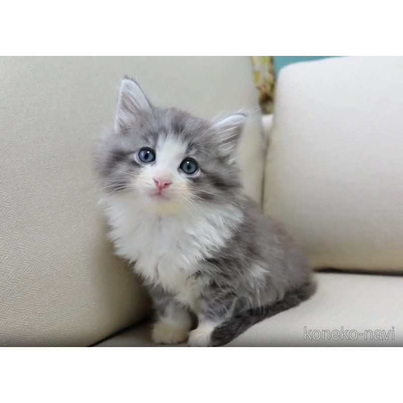 販売中の神奈川県のノルウェージャンフォレストキャット-122694の2枚目
